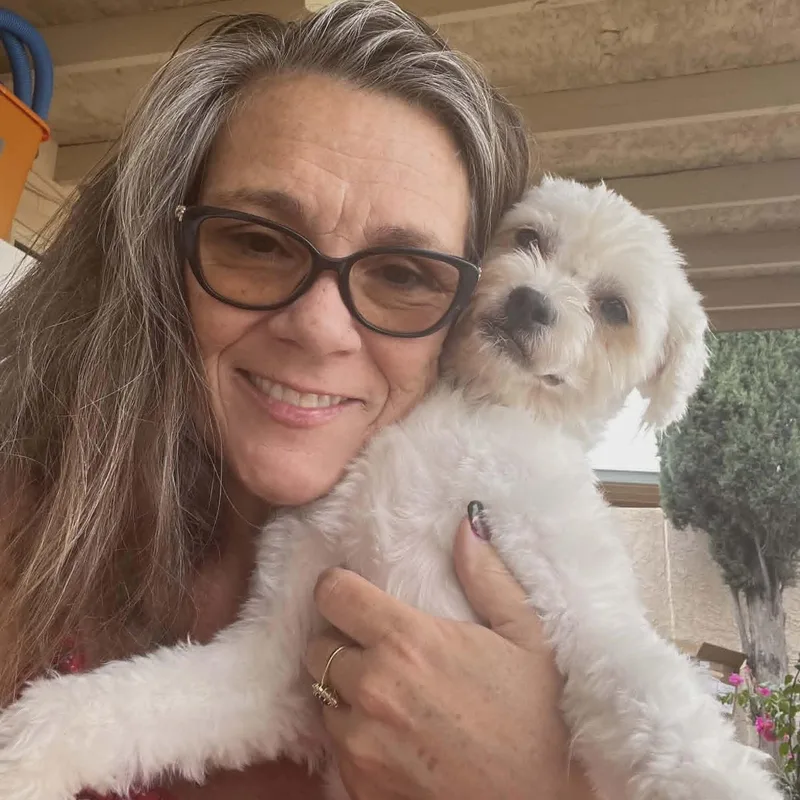 An adult small-sized female White / Cream Maltipoo dog named Lulu for adoption in Marana, AZ