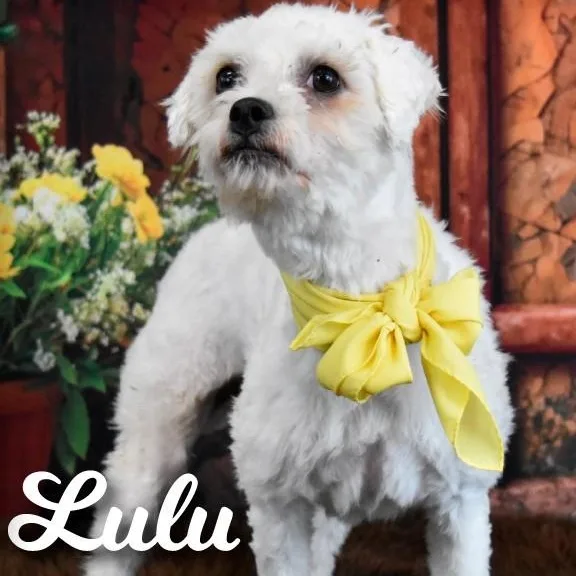 Lulu thumbnail 4