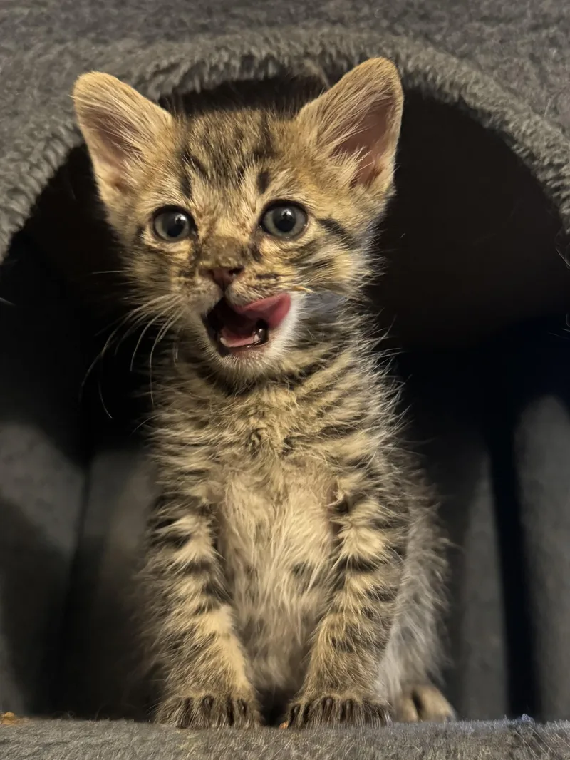 A baby medium-sized male Tabby (Brown / Chocolate) Domestic Short Hair cat named Rex for adoption in Fruit Heights, UT