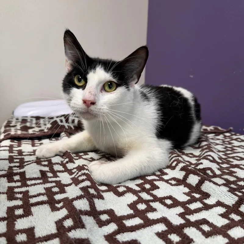 An adult medium-sized male Black Domestic Short Hair cat named Doc for adoption in Englewood, FL