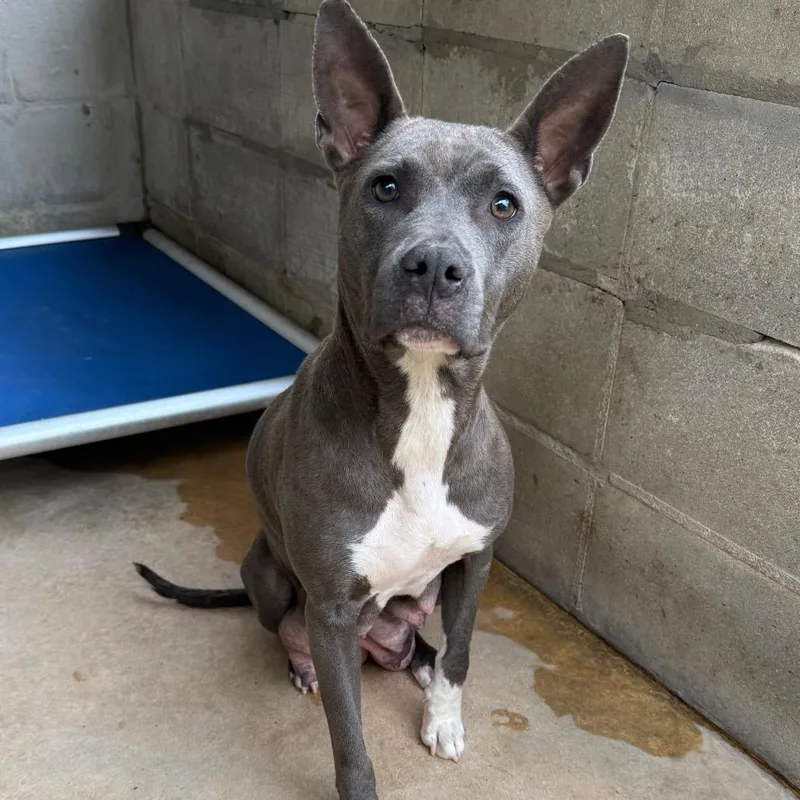 An adult medium-sized female Gray / Blue / Silver Mixed Breed dog named Bonnet for adoption in Alabaster, AL