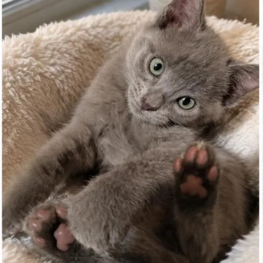 A baby small-sized male Russian Blue cat named Jack for adoption in Mabank, TX
