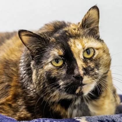 A senior extra large-sized female Domestic Short Hair cat named Spice for adoption in Camano Island, WA