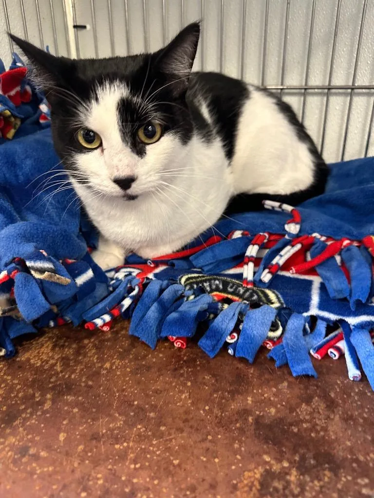 A young small-sized male Domestic Medium Hair cat named George for adoption in Rock Springs, WY