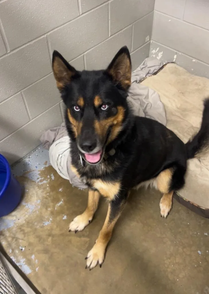 A young medium-sized male German Shepherd Dog dog named Ricardo for adoption in Pierceton, IN