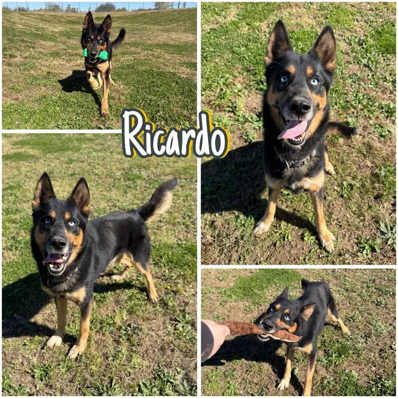 Ricardo thumbnail 6