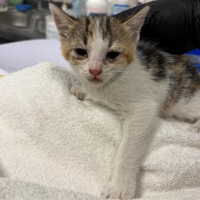 A baby small-sized female Domestic Short Hair cat named Sugar for adoption in Ontario, CA