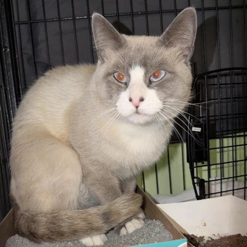 An adult large-sized male Cream / Ivory Siamese cat named Cake Fork for adoption in Austin, TX