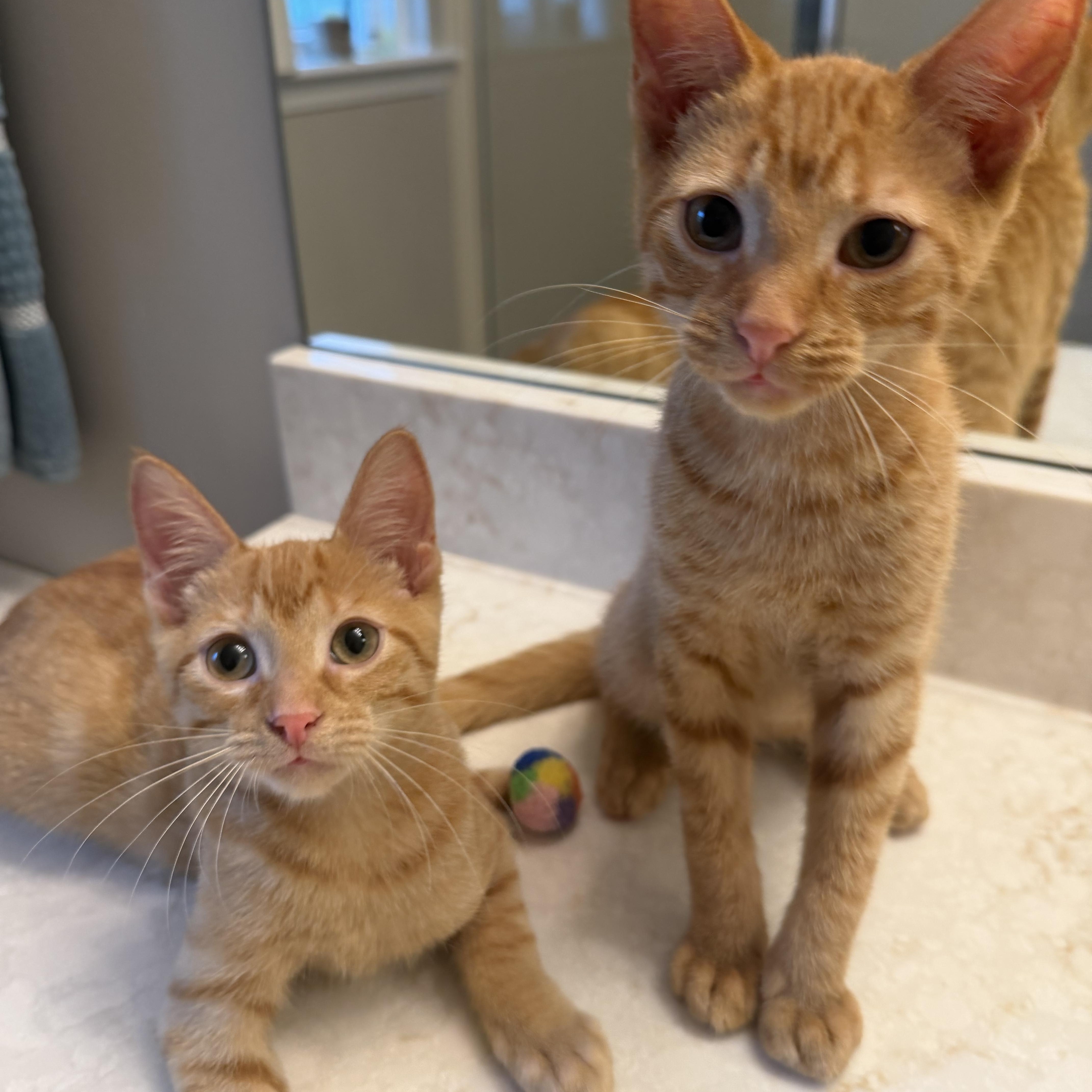 A baby large-sized male Orange / Red Domestic Short Hair cat named Habanero and Cayenne for adoption in Fernandina Beach, FL