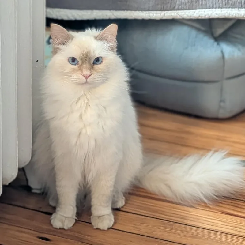 An adult medium-sized male Cream / Ivory Domestic Long Hair cat named Gator for adoption in Gibsonia, PA