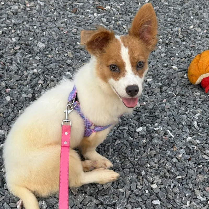 A young small-sized female Yellow / Tan / Blond / Fawn Chihuahua dog named Nutmeg for adoption in Pasadena , MD