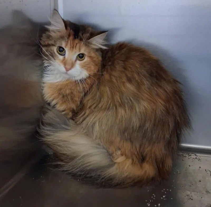 An adult medium-sized female Calico Domestic Long Hair cat named Cassie for adoption in Creston, IA