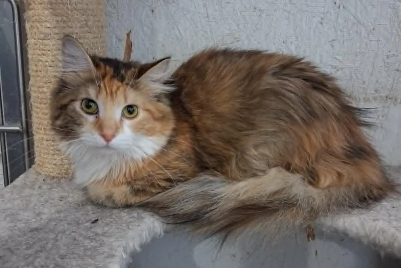 Cassie thumbnail 2