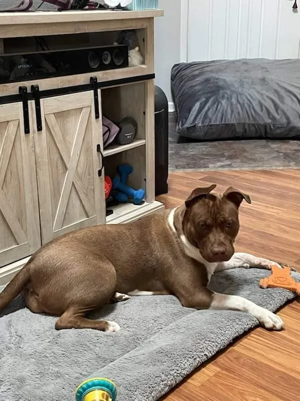 An adult large-sized female Pit Bull Terrier dog named SfJasmine for adoption in Billings, MT