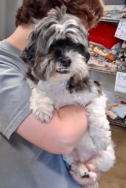 A senior small-sized female Shih Tzu dog named Milly Mia for adoption in Alpharetta, GA
