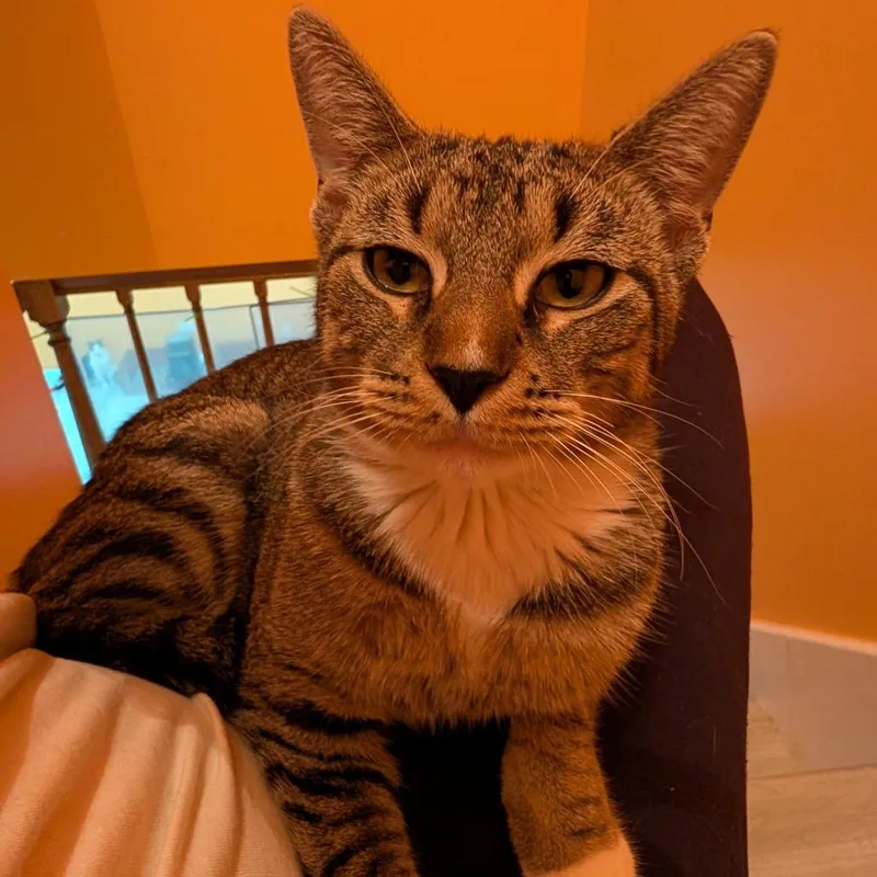An adult small-sized male Brown / Chocolate Domestic Short Hair cat named Hmm for adoption in Roselle, IL
