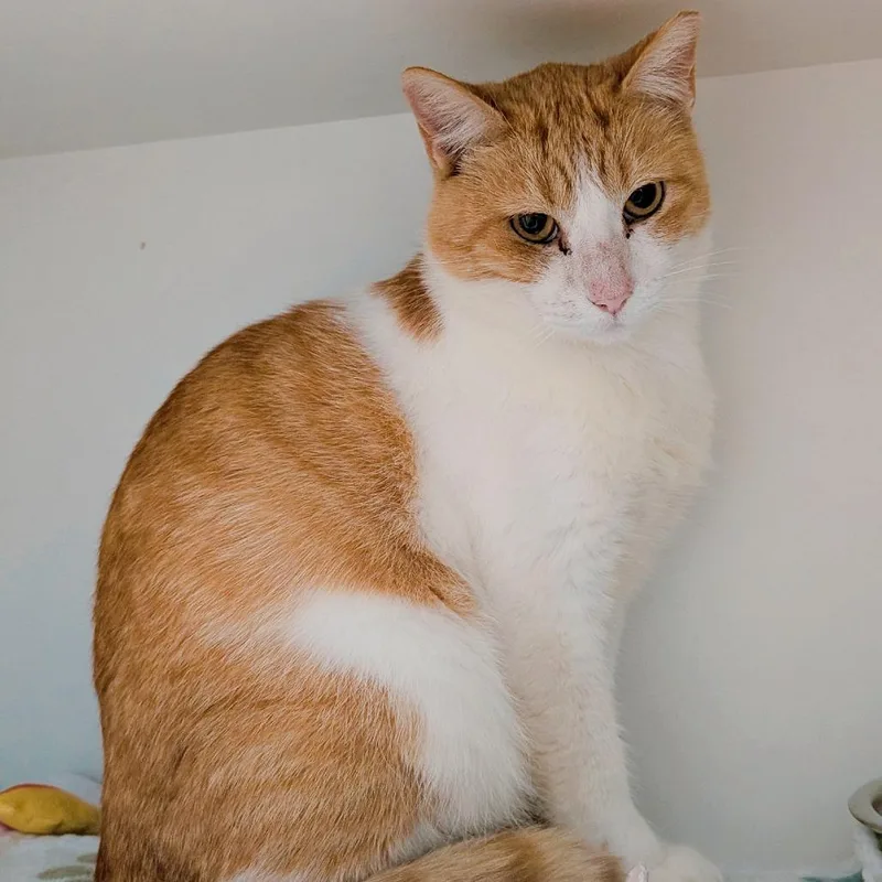 An adult large-sized male Orange / Red Domestic Short Hair cat named Cheddar for adoption in Saint Charles, MO