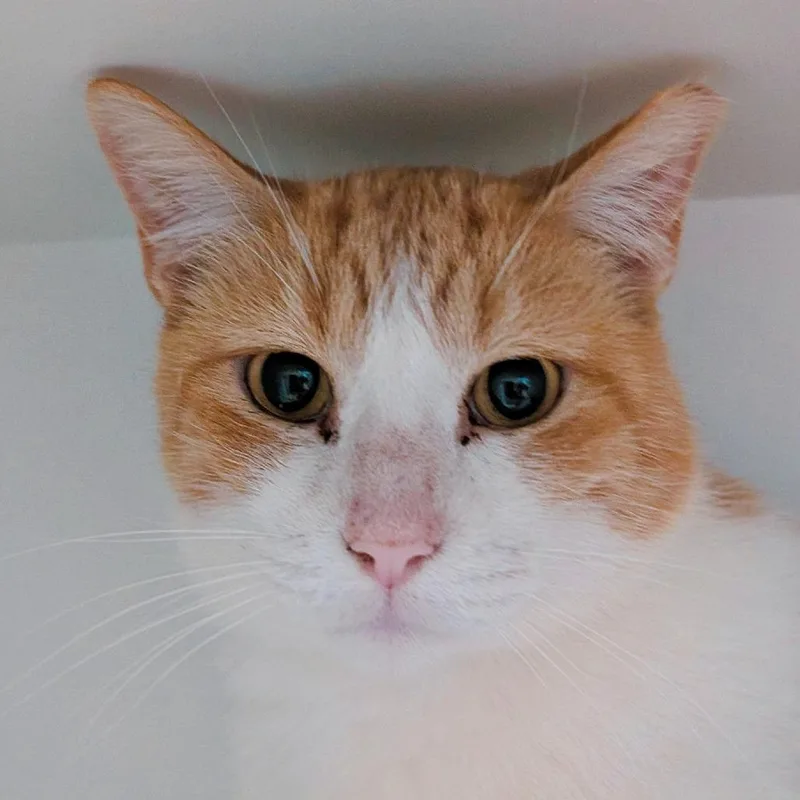 Cheddar thumbnail 3