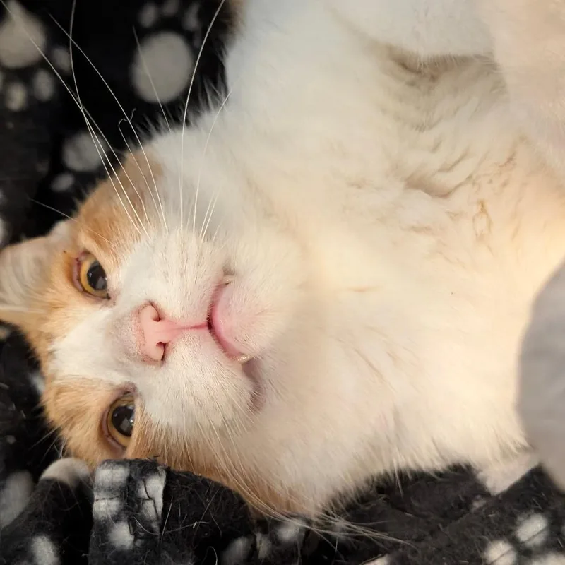 Cheddar thumbnail 4