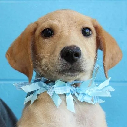 A young large-sized male Yellow / Tan / Blond / Fawn Mixed Breed dog named Reginald for adoption in Lansing, MI