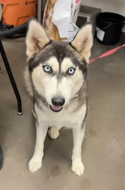An adult large-sized female Siberian Husky dog named Blue for adoption in Phoenix, AZ