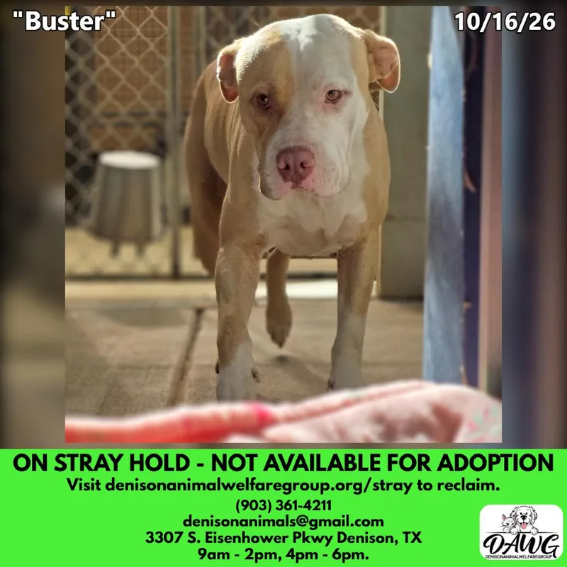 An adult medium-sized male White / Cream Pit Bull Terrier dog named Buster for adoption in Denison, TX