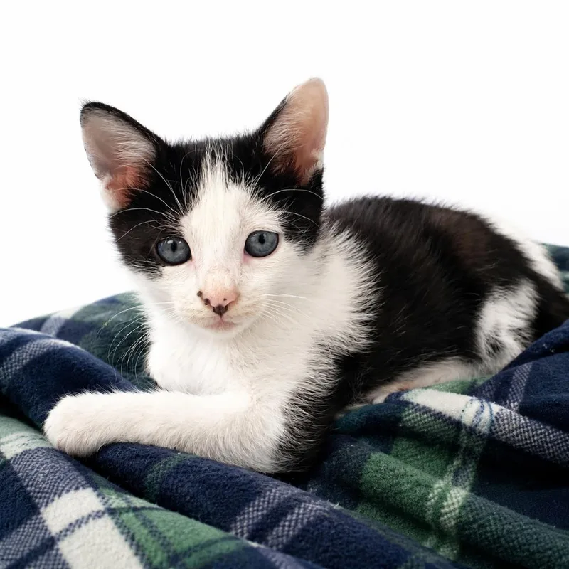 A baby small-sized male Black Domestic Short Hair cat named Drax for adoption in Columbiana, AL