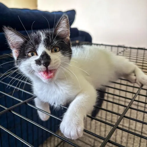 A baby small-sized female Domestic Short Hair cat named Trudy for adoption in Des Moines, IA