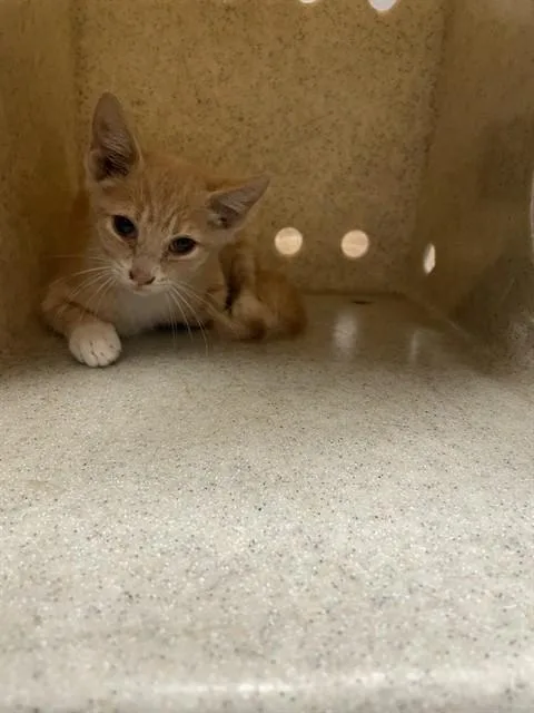 A baby small-sized male Domestic Short Hair cat named Brandysnap for adoption in Tallahassee, FL