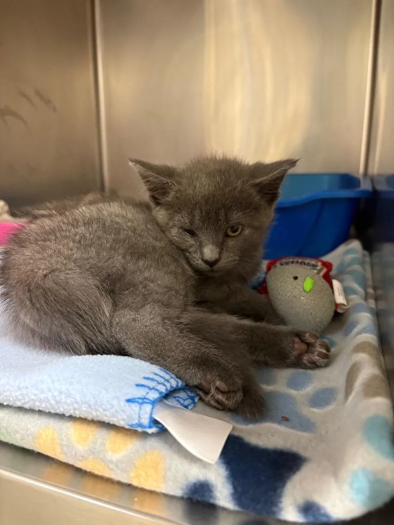 A baby small-sized female Domestic Short Hair cat named Cally for adoption in Johnson City, TN