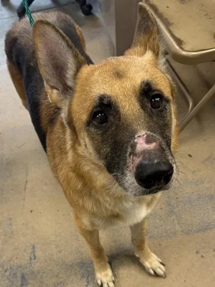 An adult large-sized male Belgian Shepherd / Sheepdog dog named Clubber for adoption in Inverness, FL