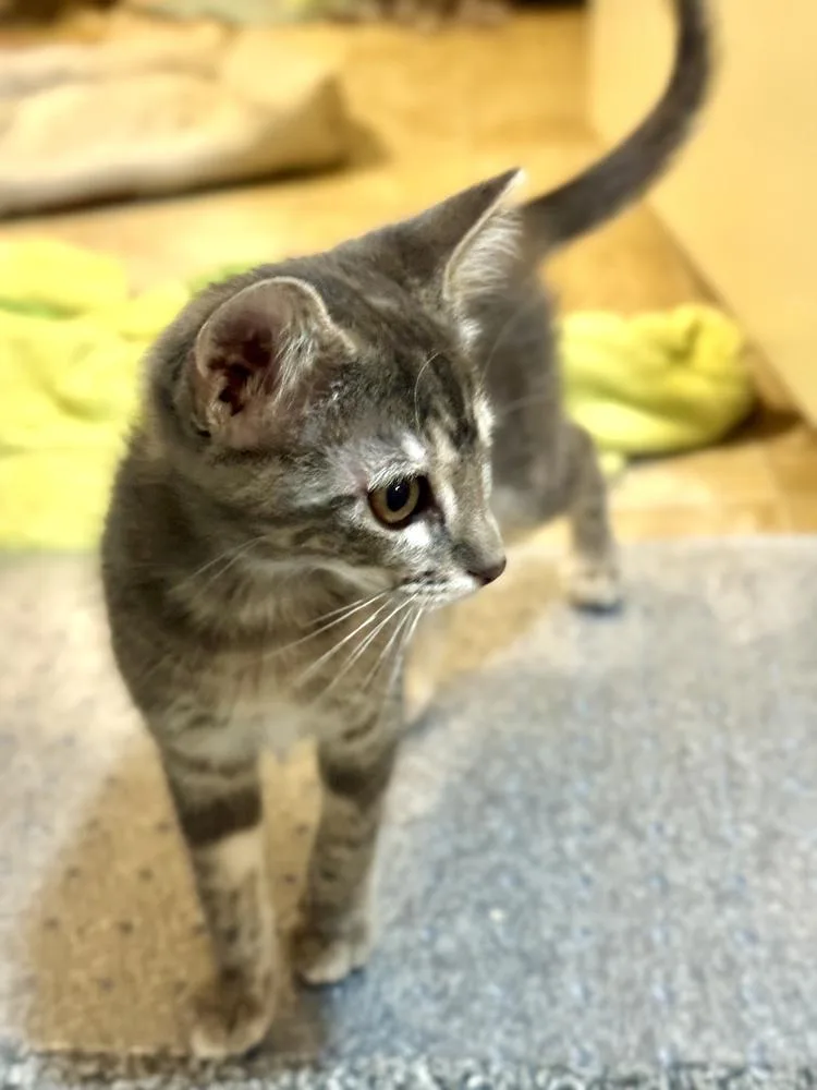 A baby small-sized female Gray & White Domestic Short Hair cat named Lotty for adoption in Omaha, NE