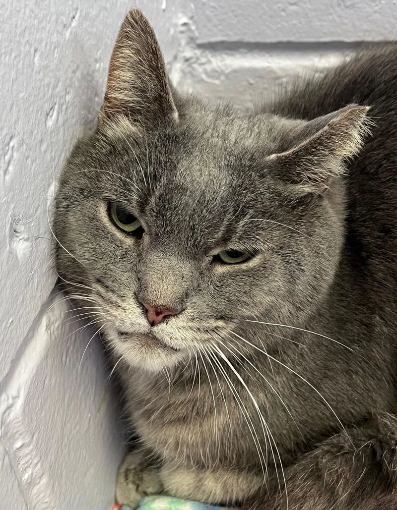 A senior medium-sized male Gray / Blue / Silver Domestic Short Hair cat named Graham for adoption in East Northport, NY
