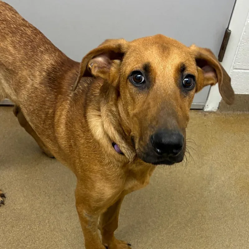 A young medium-sized male Hound dog named Scooby for adoption in Corpus Christi, TX