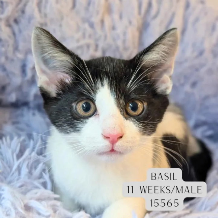 A young medium-sized male Black Domestic Short Hair cat named Basil for adoption in Supply, NC