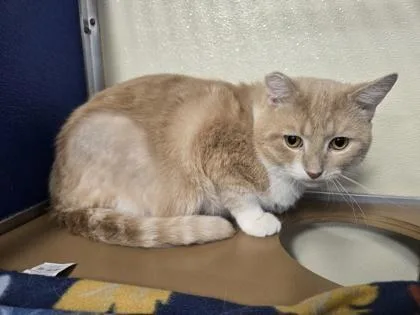 Kongo Of thumbnail 2