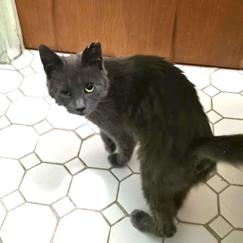 A baby medium-sized female Gray / Blue / Silver Domestic Short Hair cat named Pixi for adoption in Chicago, IL