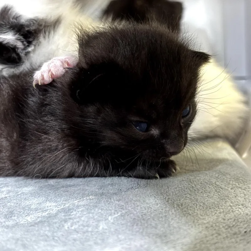 A baby small-sized female Black Domestic Medium Hair cat named Suzanne Collins for adoption in Katy, TX