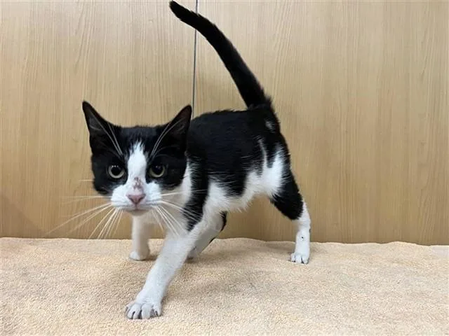 A young medium-sized female Domestic Short Hair cat named Olive for adoption in Saint Louis, MO
