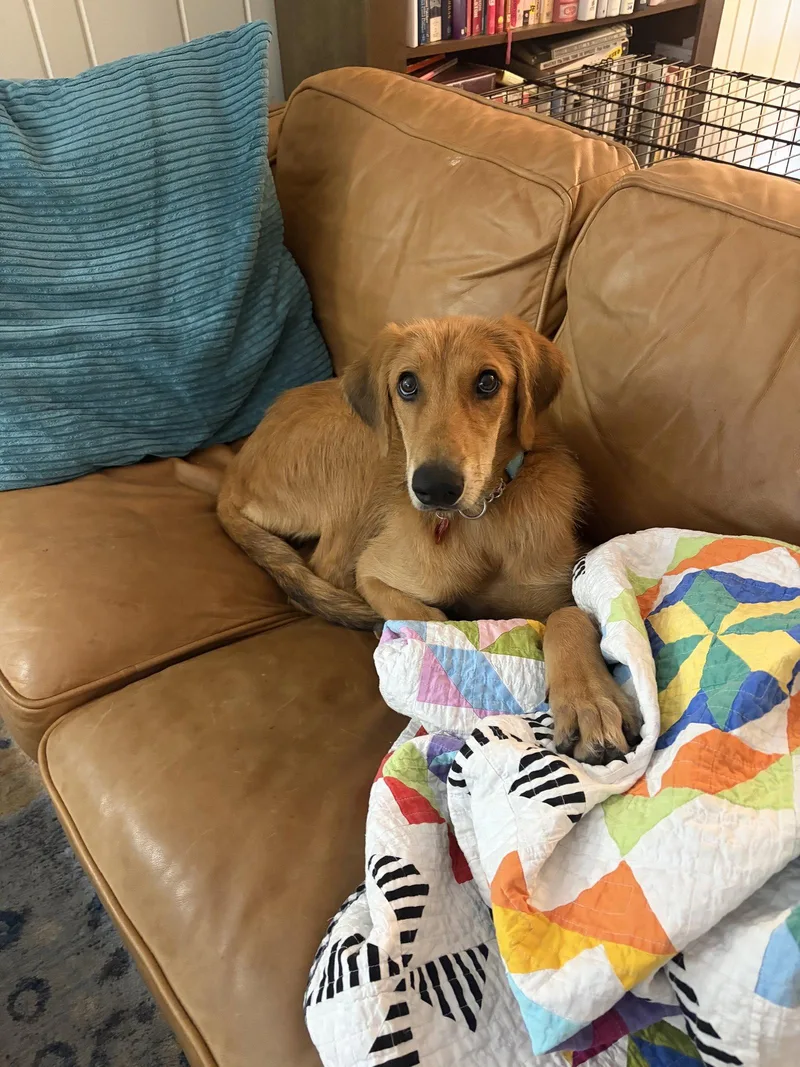 An adult medium-sized female Doberman Pinscher dog named Toffee for adoption in Bothell, WA