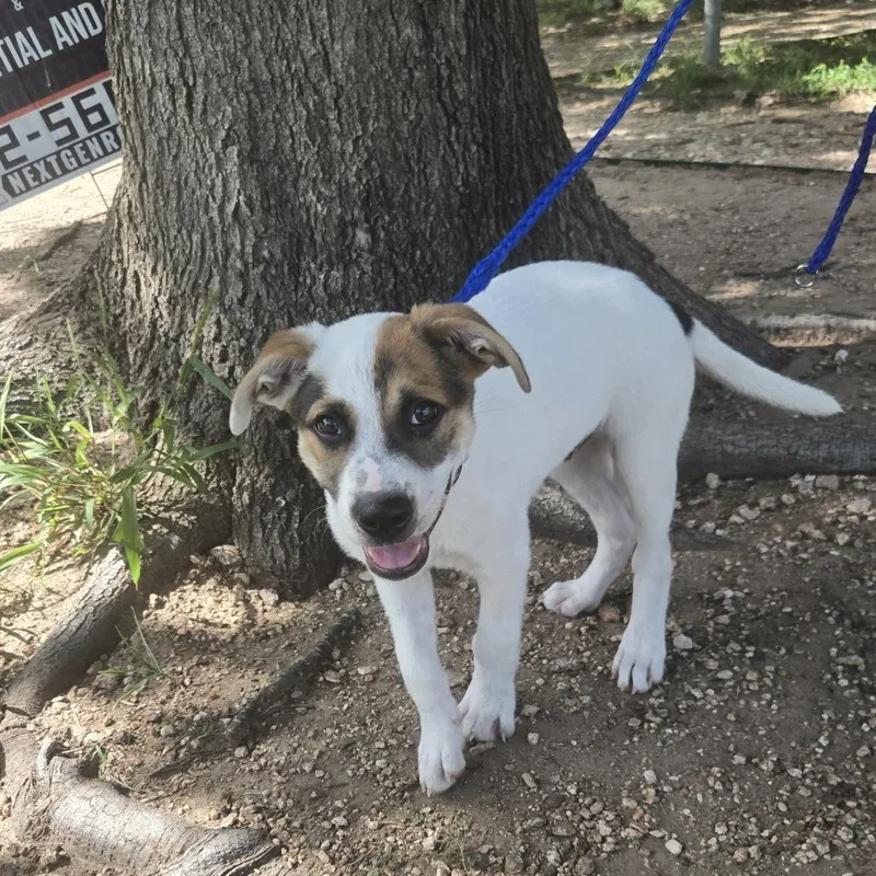 A baby small-sized male White / Cream Shepherd dog named Rocky for adoption in Austin, TX