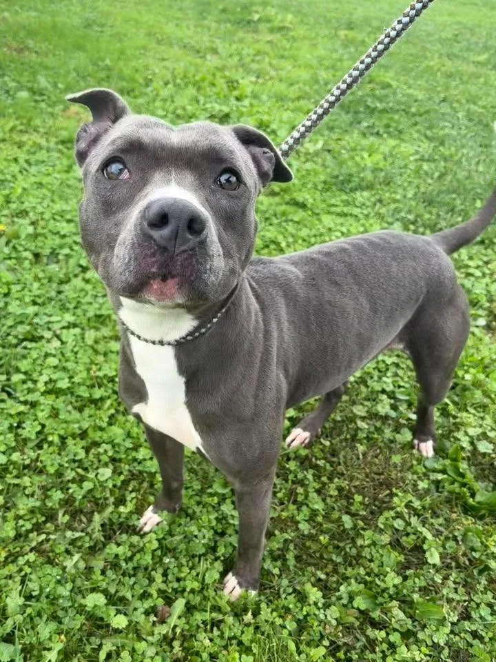 An adult large-sized female Gray / Blue / Silver Mixed Breed dog named Rhonda for adoption in Wooster, OH