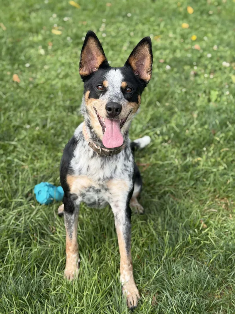 Kaya