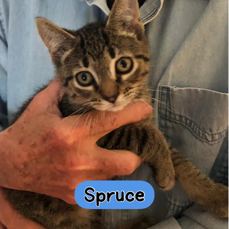 A young medium-sized male Tabby (Brown / Chocolate) Domestic Short Hair cat named Spruce for adoption in Warren, OH