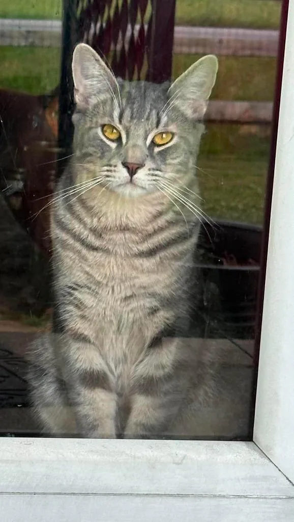 A young medium-sized male Domestic Short Hair cat named Macaroni for adoption in Hamilton, OH