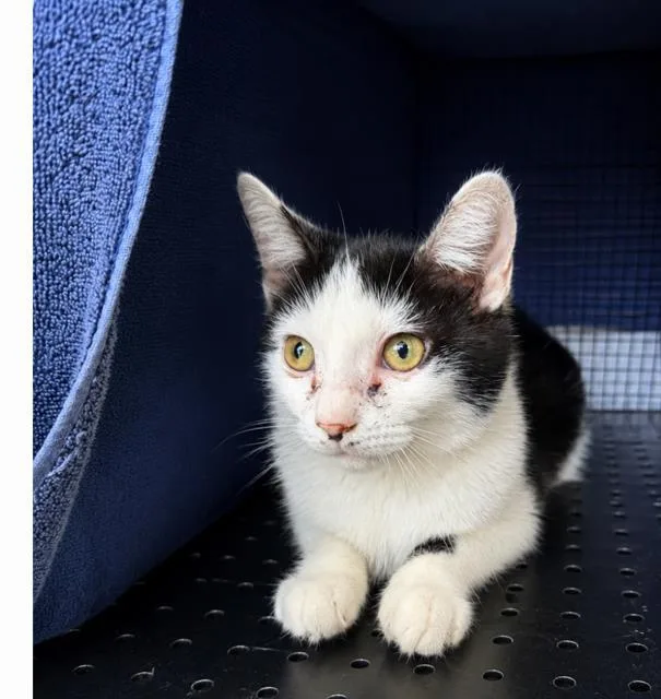 An adult large-sized male Domestic Short Hair cat named Oreo for adoption in Charlotte, NC