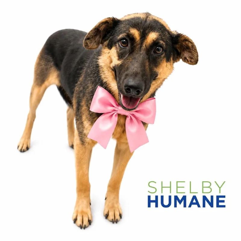 An adult medium-sized female Black Mixed Breed dog named Junie for adoption in Columbiana, AL