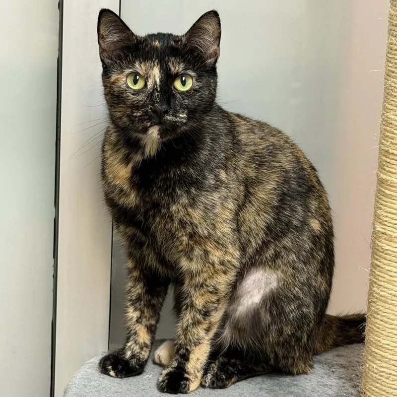 A young medium-sized female Domestic Short Hair cat named Tootsie for adoption in Columbia, IL