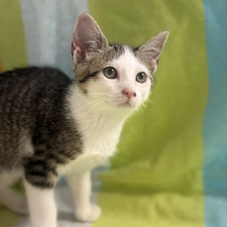A baby small-sized male Gray / Blue / Silver Domestic Short Hair cat named Jason for adoption in Freeport, FL