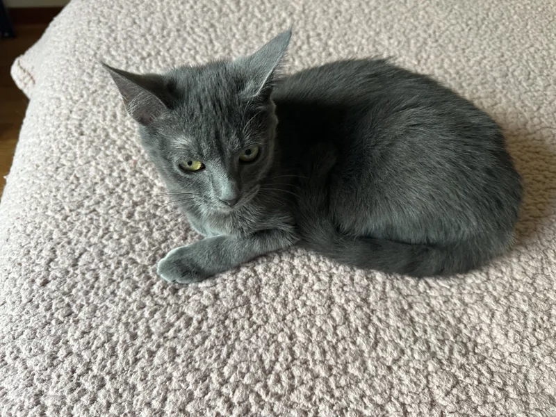 Vera Fang thumbnail 3